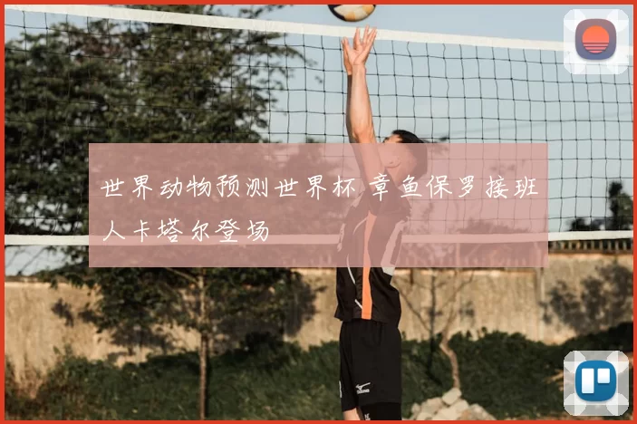 世界动物预测世界杯 章鱼保罗接班人卡塔尔登场