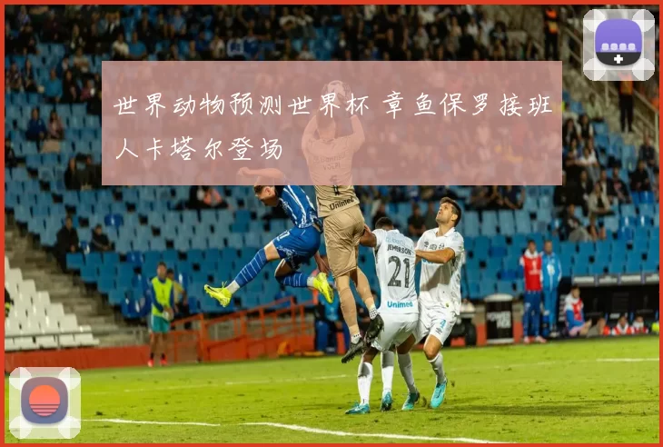 世界动物预测世界杯 章鱼保罗接班人卡塔尔登场
